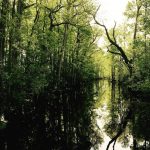 swamp, travel, cycling